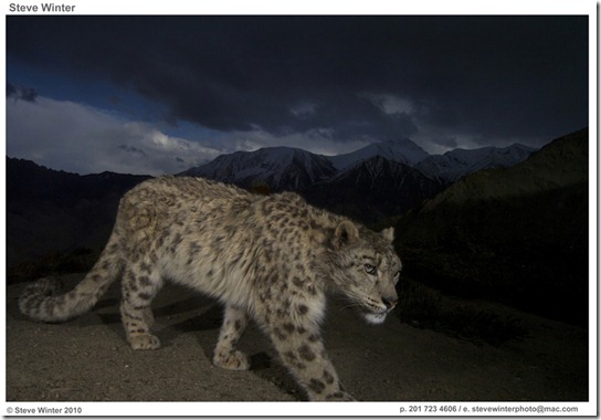 Steve_Winter_Snow_Leopard